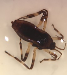 Platyvelia brachialis