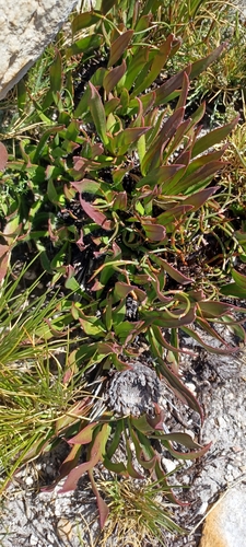 Hoary Sugarbush (Protea scabriuscula)