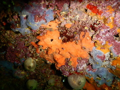 Spirastrella cunctatrix