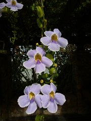 Thunbergia laurifolia