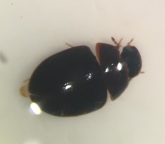 Phaenonotum exstriatum