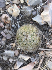 Coryphantha delicata
