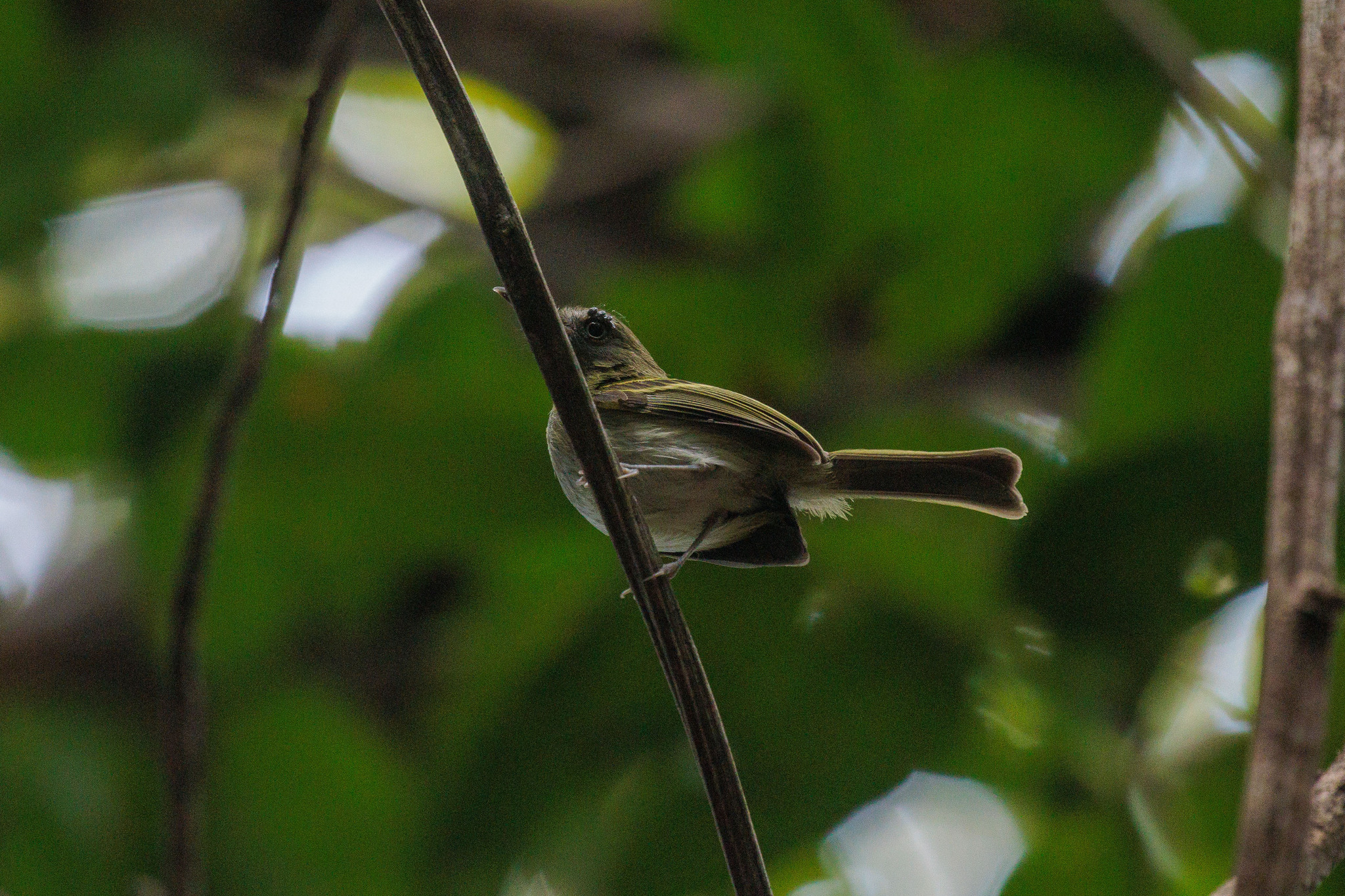 White-bellied Tody-Tyrant (Hemitriccus griseipectus), photo 1
