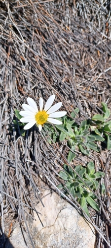 Beautiful Rain Daisy (Dimorphotheca venusta)