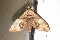 Daphnusa ocellaris