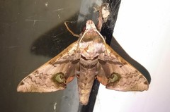 Daphnusa ocellaris