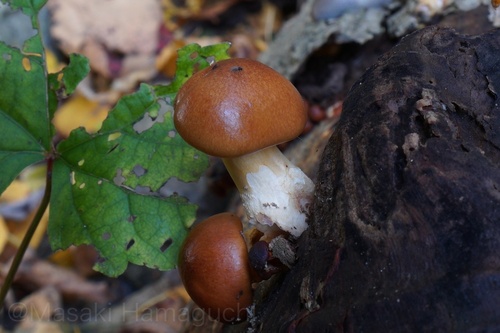 Pholiota microspora