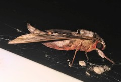 Daphnusa ocellaris
