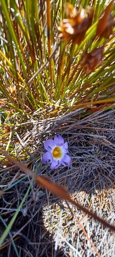 Image of Romulea atrandra by (c) Danie Palm, some rights reserved (CC BY)