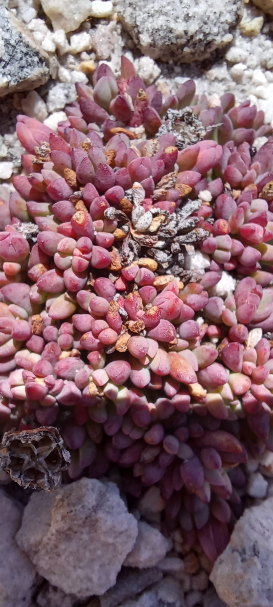 Lampranthus alpinus