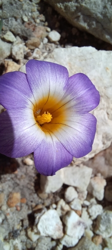 Image of Romulea atrandra by (c) Danie Palm, some rights reserved (CC BY)