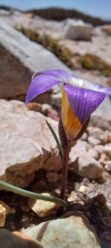 Image of Romulea atrandra by (c) Danie Palm, some rights reserved (CC BY)