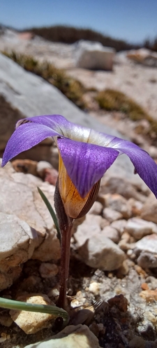 Image of Romulea atrandra by (c) Danie Palm, some rights reserved (CC BY)
