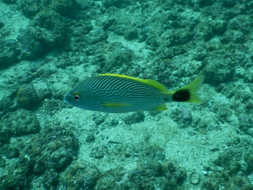 Chere-chere grunt (Haemulon steindachneri) — Haemulidae — 4
