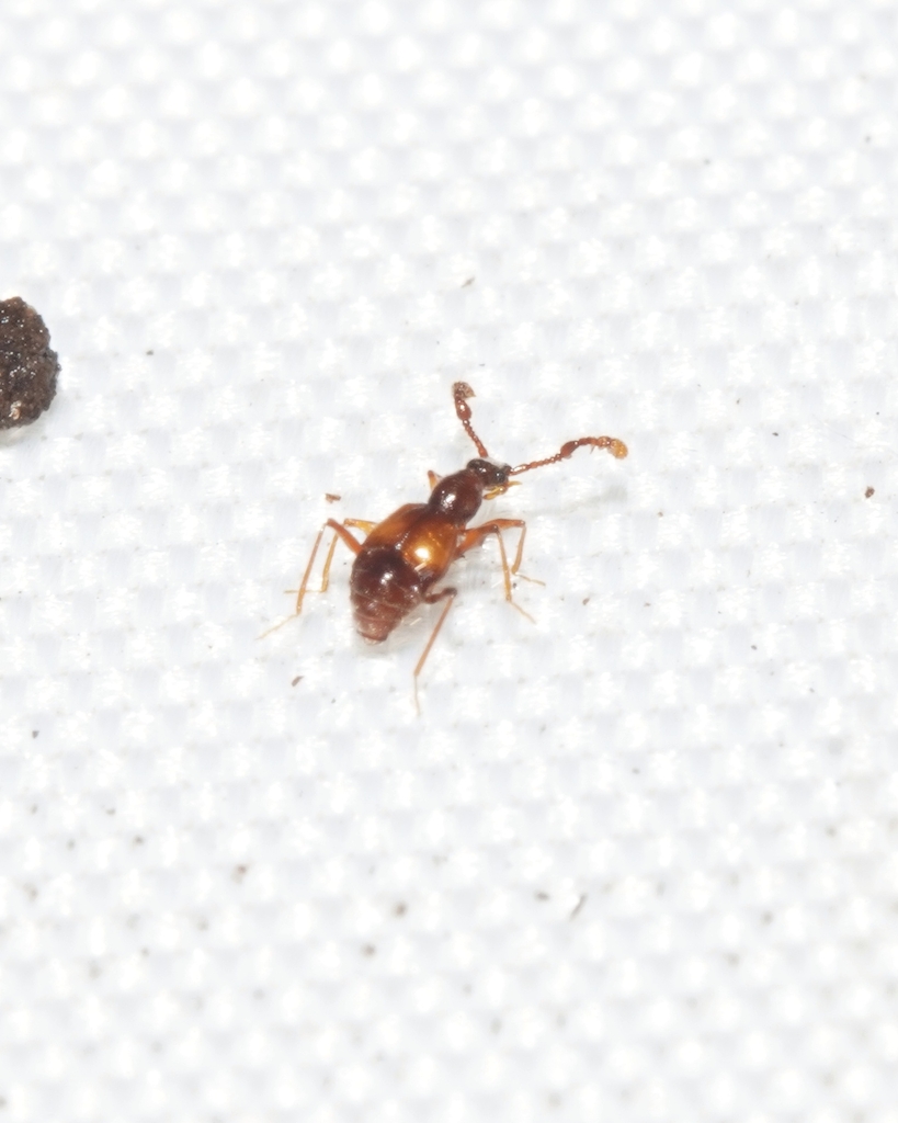 Tyropsis