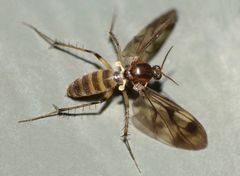 Anomalomyia guttata