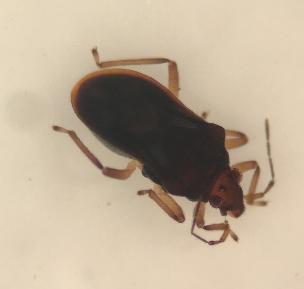 Hebrus burmeisteri