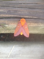 Anisota virginiensis