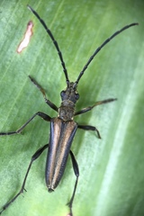 Stenocorus