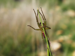 Micrommata virescens