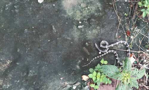 Wanghaoting's Krait