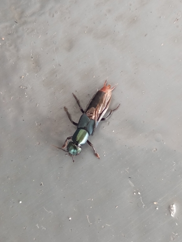 Nausicotus opacipennis