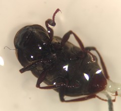 Helichus fastigiatus