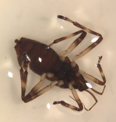 Platyvelia brachialis