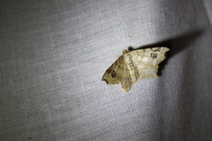 Macaria notata