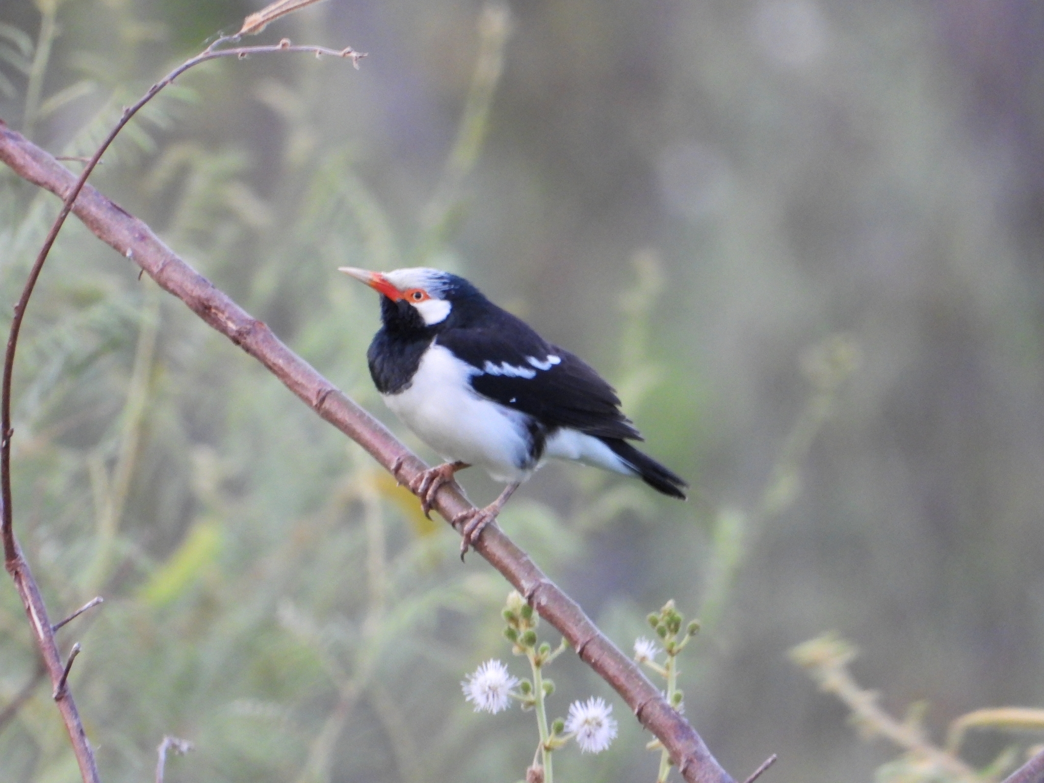 Siamese Pied Starling (Gracupica floweri)