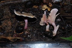 Trogia cantharelloides