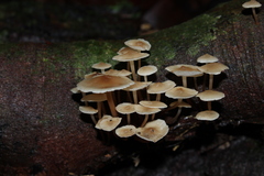 Filoboletus