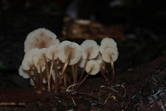 Filoboletus