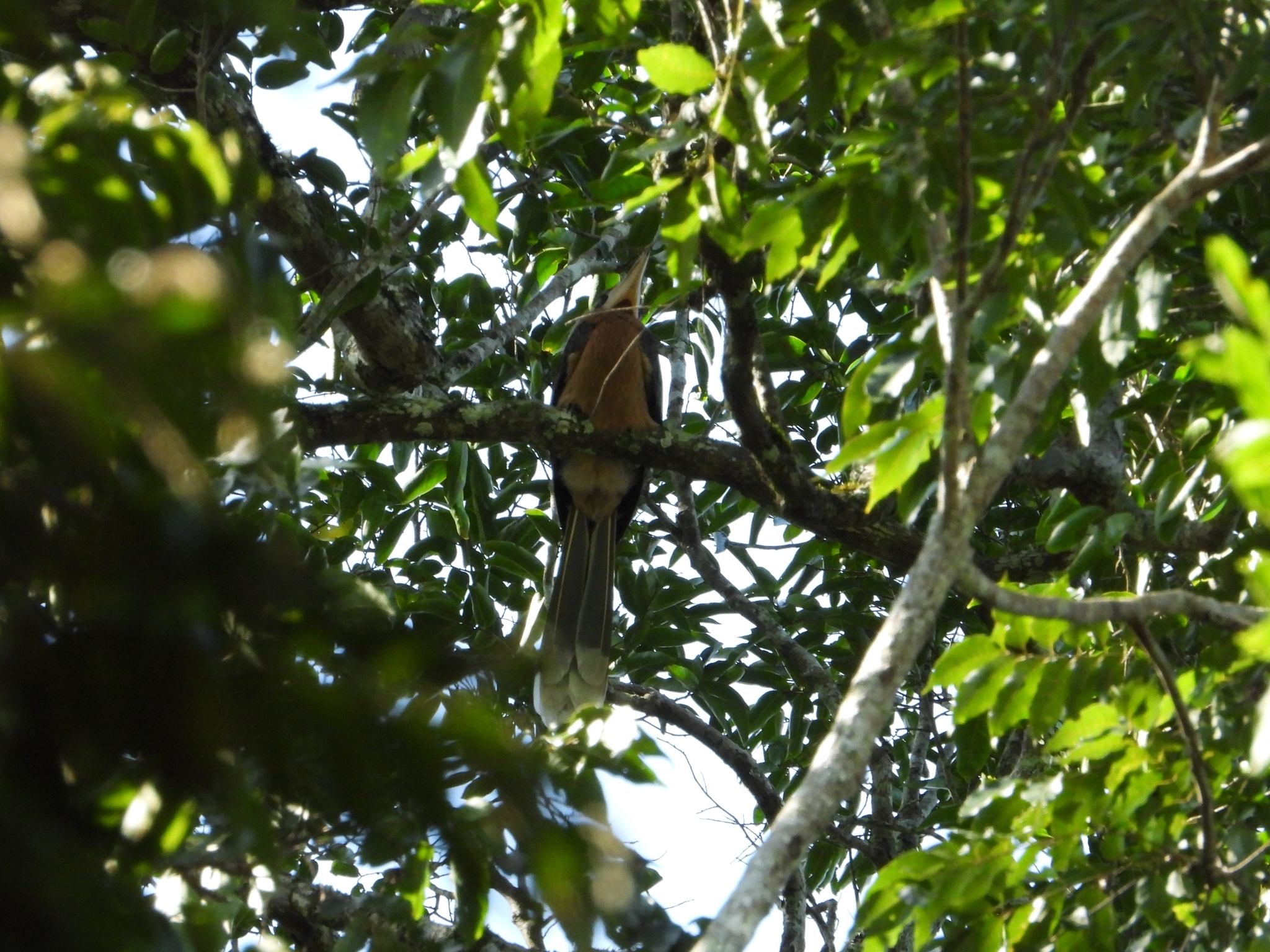 Tickell's Brown Hornbill (Anorrhinus tickelli), photo 6