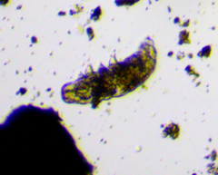 Eutardigrada