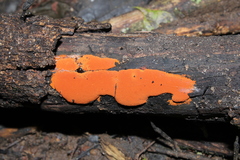 Hypoxylon haematostroma