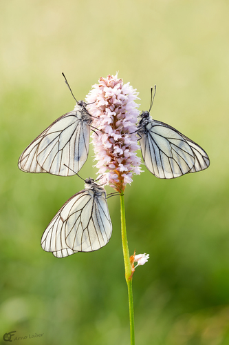 Black-veined White