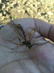 Megarhyssa nortoni