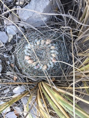 Mammillaria chionocephala