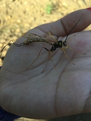 Megarhyssa nortoni