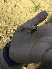 Megarhyssa nortoni