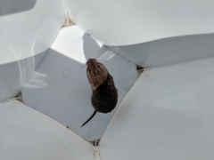 Microtus pennsylvanicus pennsylvanicus