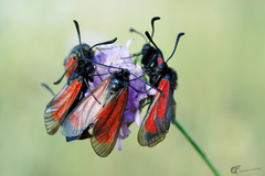 Zygaena purpuralis