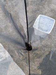 Microtus pennsylvanicus pennsylvanicus