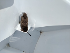 Microtus pennsylvanicus pennsylvanicus