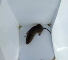 Microtus pennsylvanicus pennsylvanicus