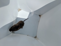 Microtus pennsylvanicus pennsylvanicus