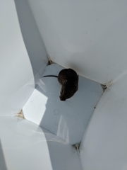 Microtus pennsylvanicus pennsylvanicus