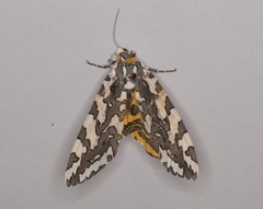 Arachnis zuni