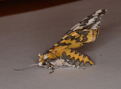 Arachnis zuni